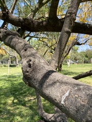 Parkinsonia x sonorae