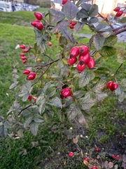 Rosa canina
