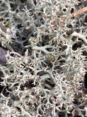 Cladonia arbuscula mitis