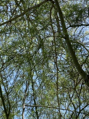 Parkinsonia x sonorae