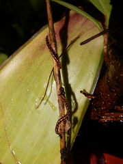 Helicorthomorpha holstii