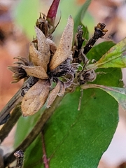 Andricus quercusfrondosus