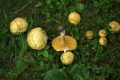 Suillus sibiricus