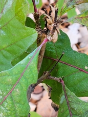 Andricus quercusfrondosus