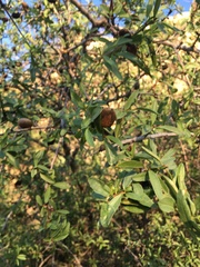 Prunus amygdalus