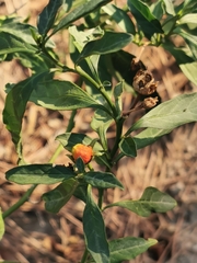 Solanum pseudocapsicum