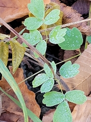 Thalictrum venulosum