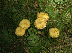 Suillus sibiricus
