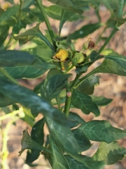 Solanum pseudocapsicum