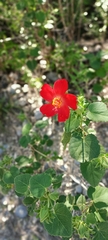 Hibiscus martianus