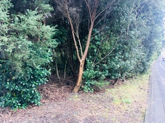 Pittosporum crassifolium