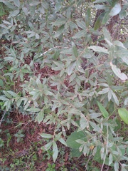 Quercus crassipes