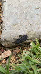 Phloeodes diabolicus