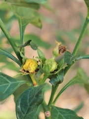Solanum pseudocapsicum