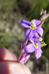 Heliophila digitata