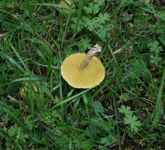 Suillus sibiricus