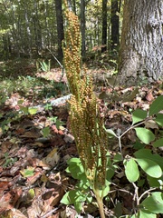 Sceptridium biternatum