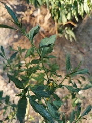 Solanum pseudocapsicum