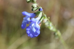 Salvia azurea azurea