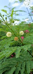 Leucaena