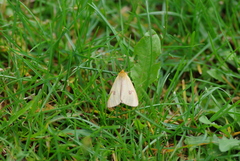 Diacrisia sannio