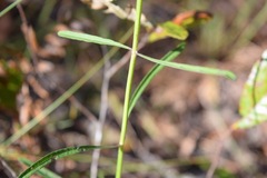 Salvia azurea azurea