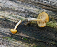 Galerina marginata