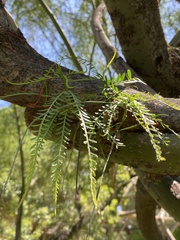 Parkinsonia x sonorae