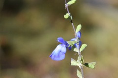 Salvia azurea azurea