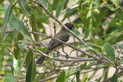 Tyrannidae