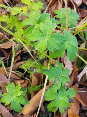 Anemonastrum canadense