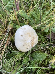 Agaricus arvensis