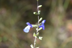 Salvia azurea azurea