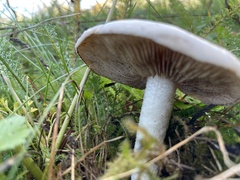 Agaricus arvensis