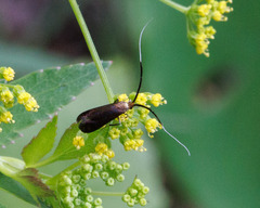Adela caeruleella