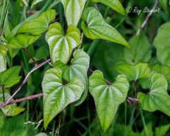 Dioscorea polystachya