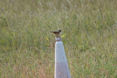 Saxicola stejnegeri