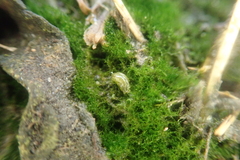 Alderia modesta