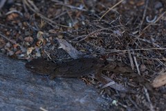 Woodworthia southern alps