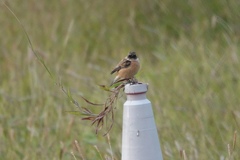 Saxicola stejnegeri