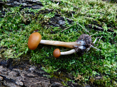 Galerina marginata