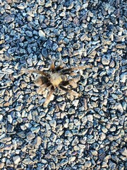 Aphonopelma chalcodes