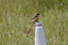Saxicola stejnegeri