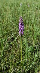 Dactylorhiza