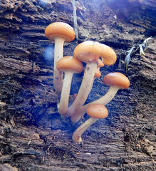 Galerina marginata