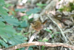 Troglodytes troglodytes hyrcanus