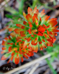 Castilleja coccinea