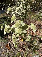 Pycnanthemum incanum