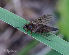 Chrysopilus