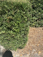 Podocarpus